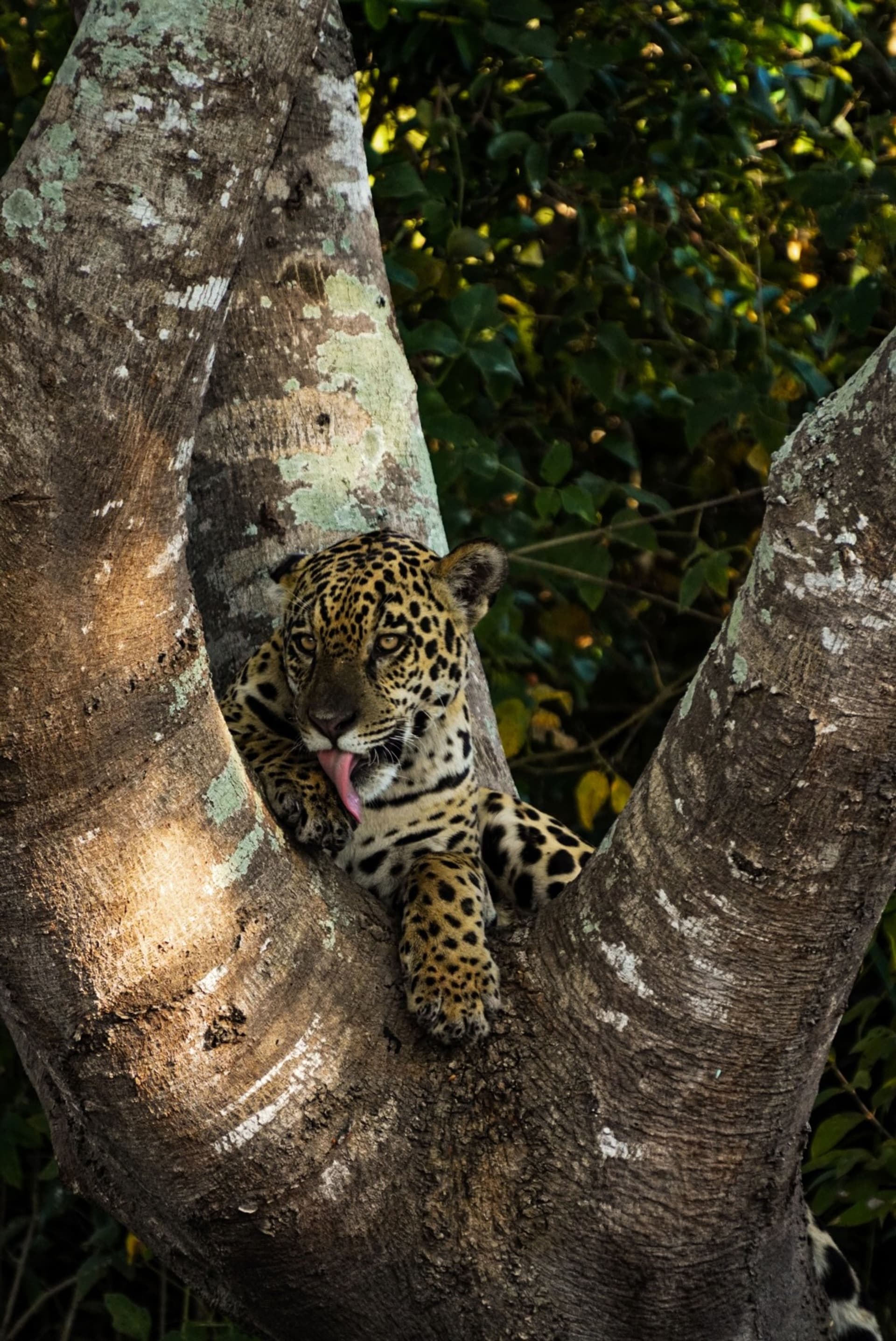 Bienvenidos al pantanal