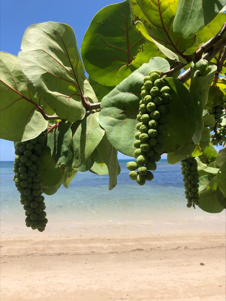 Samaná